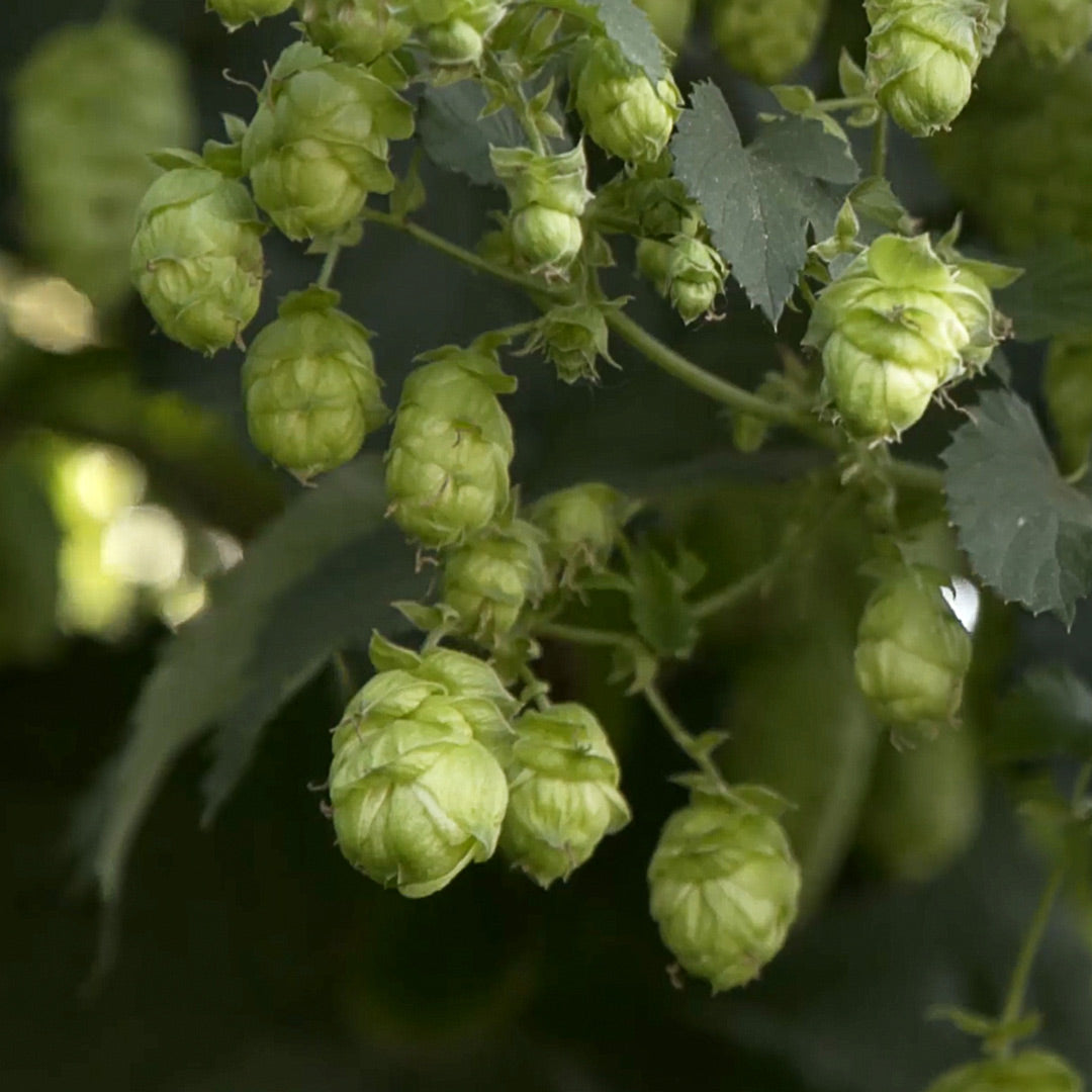 What Makes Our Beer Special: Dry Hopping